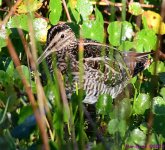 DSC_2880_001.JPG