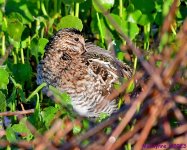 DSC_2890_001.JPG