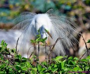 DSC_2945_001.JPG