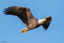 BaldyFlight-582.jpg