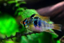 ROY_6203.JPG