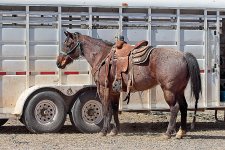 03-05-23_D503674-120949-NIKON D500CR- -ON1.jpg