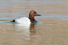 Canvasback-583.jpg