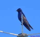 DSC_2962_001.JPG