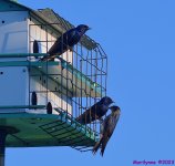 DSC_2964_001.JPG