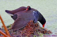 DSC_2970_001.JPG