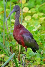DSC_2999_001.JPG