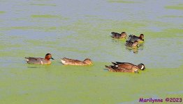 DSC_3029_001.JPG