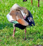 DSC_3135_001.JPG