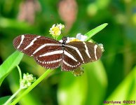 DSC_3154_001.JPG
