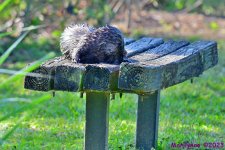 DSC_3177_001.JPG
