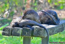 DSC_3189_001.JPG