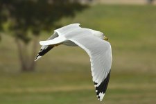 Z50_0091R_01_cr.jpg