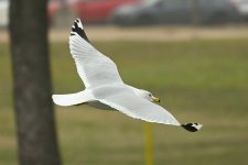 Z50_0092R_cr.jpg