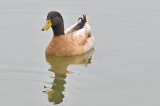 Z50_0021R_LSh_cr.jpg