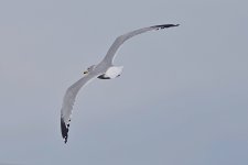 SNY00042_LShCo_cr.jpg