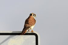 ROY_6325.JPG