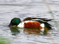 ROY_6365.JPG