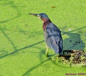 DSC_3212_001.JPG