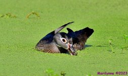 DSC_3232_001.JPG