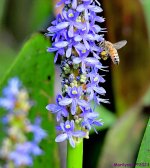 DSC_3267_001.JPG