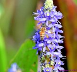 DSC_3271_001.JPG