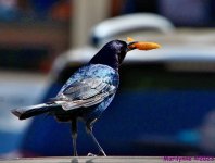 DSC_0101_001.JPG
