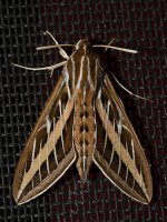 SphynxMoth.jpg