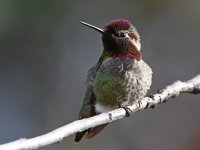 Hummer9.jpg