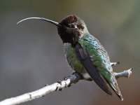Hummer12.jpg