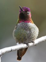 Hummer17.jpg