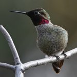 Hummer20.jpg