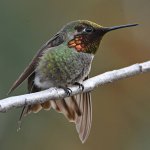 Hummer42.jpg