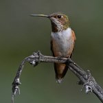 Hummer53.jpg