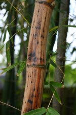 study in bamboo small.jpg