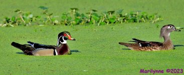 DSC_3496_001.JPG