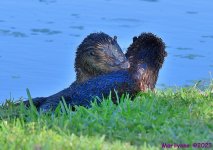 DSC_3523_001.JPG