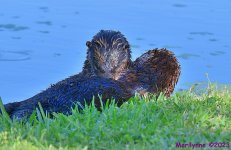 DSC_3528_001.JPG