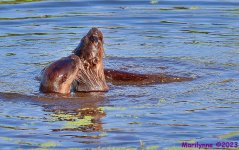 DSC_3537_001.JPG