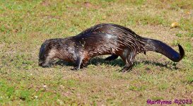 DSC_3551_001.JPG