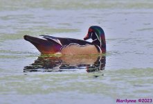 DSC_3562_001.JPG