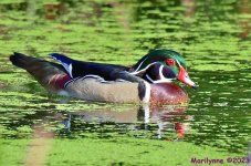 DSC_3571_001.JPG