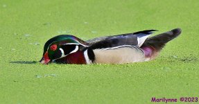 DSC_3585_001.JPG