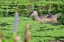 DSC_3575_001.JPG