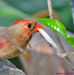 DSC_3597_001.JPG
