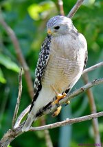 DSC_3610_001.JPG