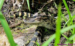 DSC_3693_001.JPG