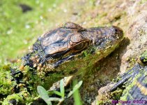 DSC_3696_001.JPG