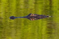 Gator-583.jpg