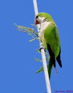 DSC_3781_001.JPG